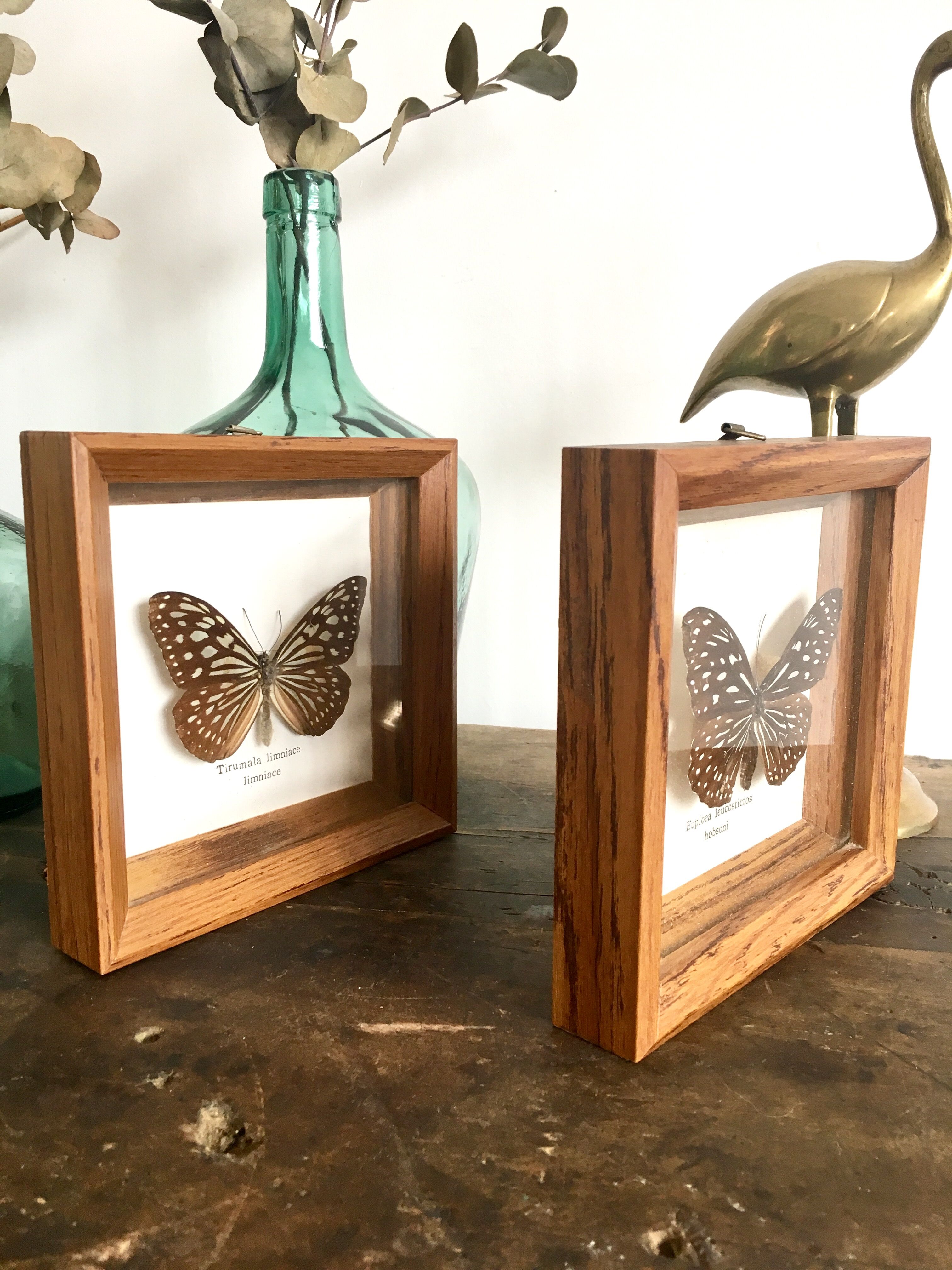 Lot of 2 frames naturalized butterflies