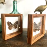 Lot of 2 frames naturalized butterflies