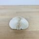 Natural White Fungia Coral