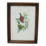 Ornithological framework "birds"