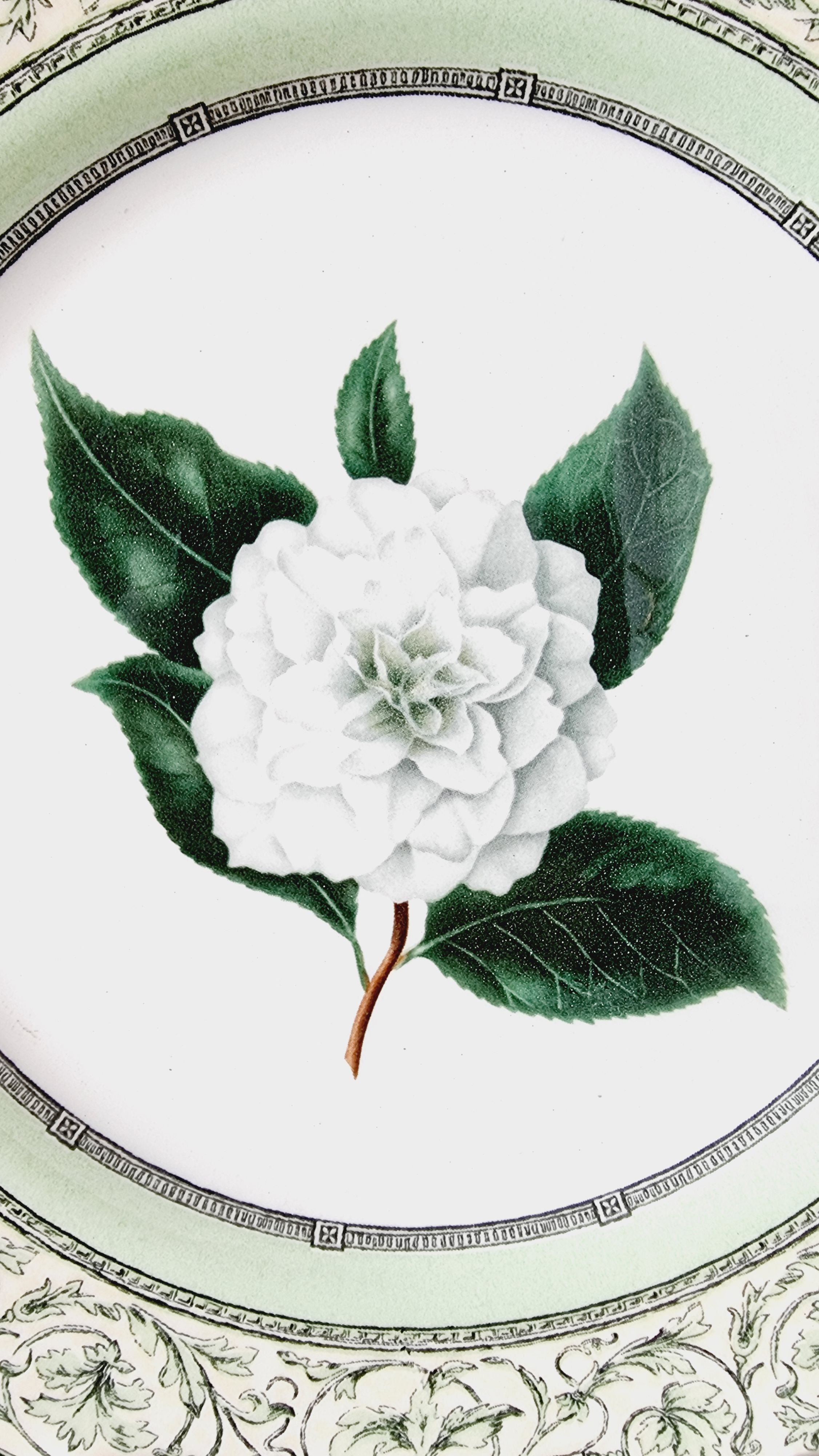 Vintage plate from the royal horticultural society applebee collection of england