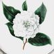 Vintage plate from the royal horticultural society applebee collection of england