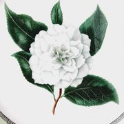 Vintage plate from the royal horticultural society applebee collection of england