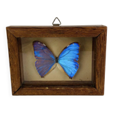 Framed naturalised Morpho butterfly, vintage