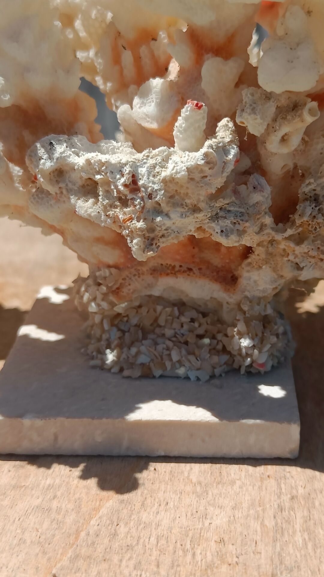 White coral tree with shell