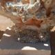 White coral tree with shell