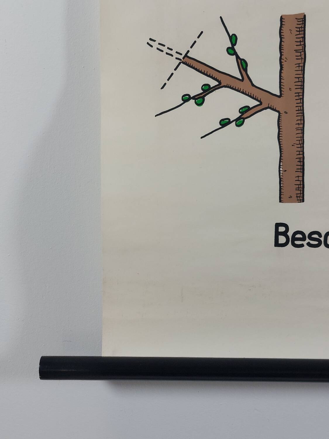 Vintage educational wall hanging roll chart biology plants