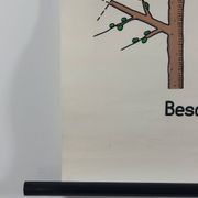 Vintage educational wall hanging roll chart biology plants