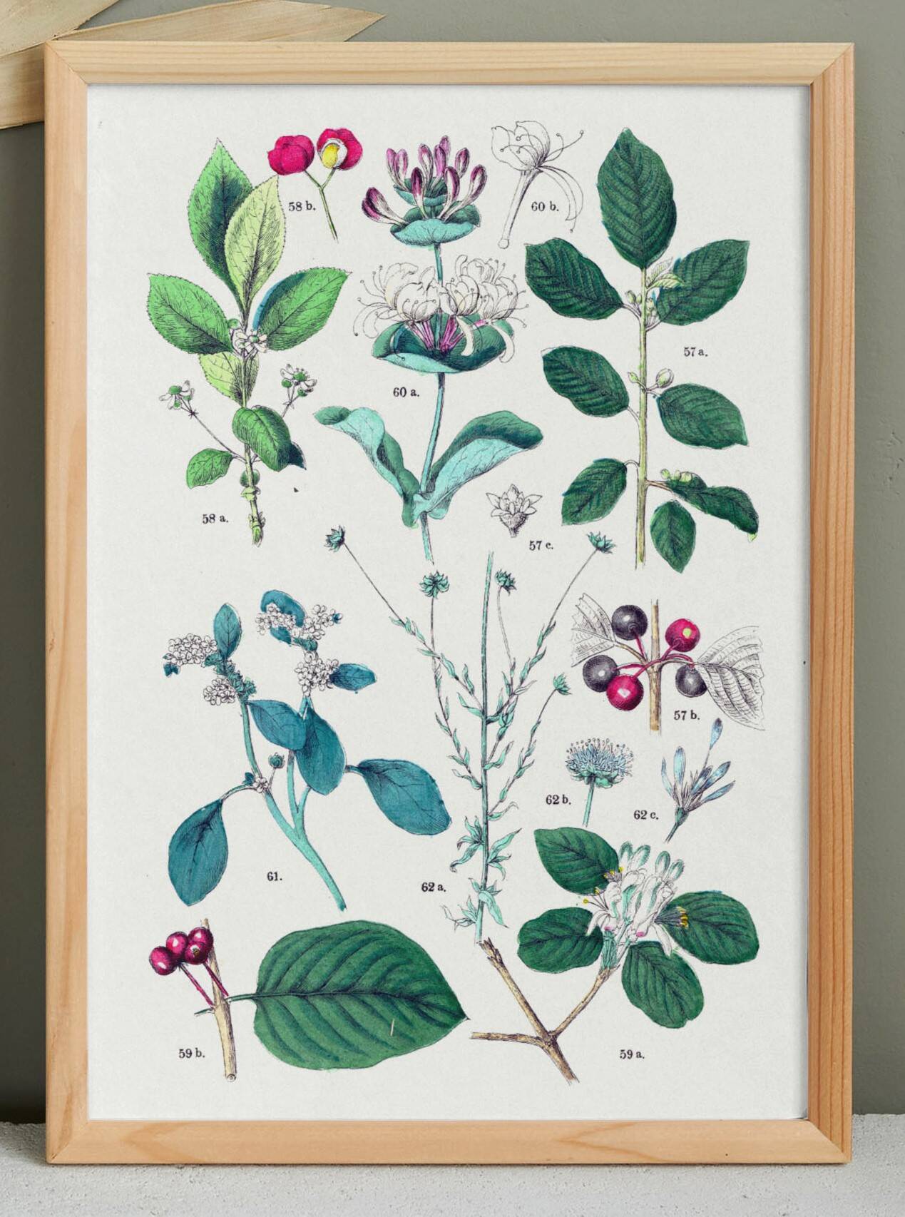 Plant poster based on an 1881 engraving "water chestnut"