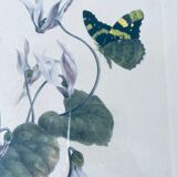 Ancient lithograph framed flower and butterfly