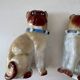 Pair of porcelain pugs Pug dog XIX Germany Saxony Meissen ?