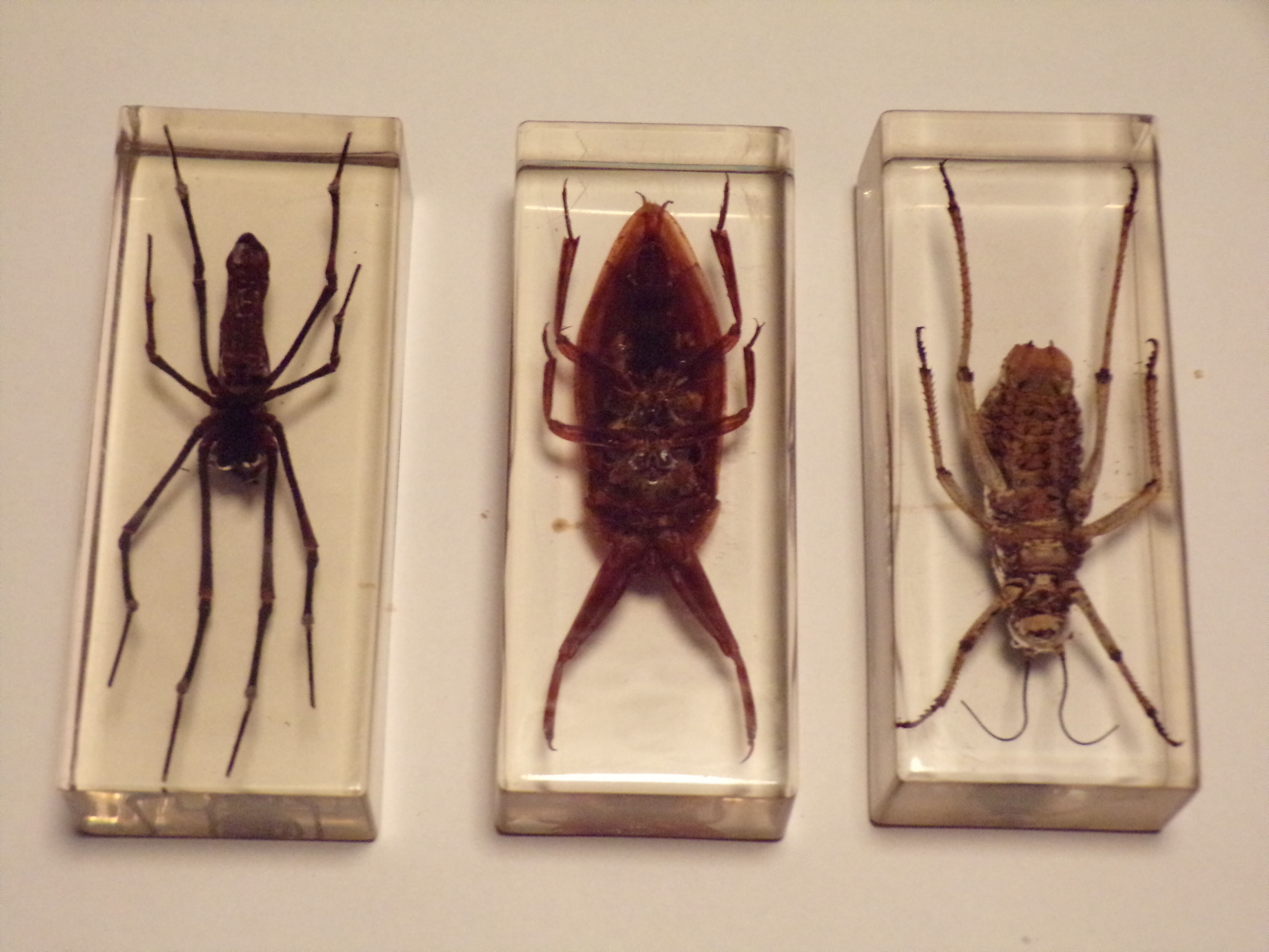 3 insectes inclusion sous résine