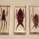 3 insectes inclusion sous résine