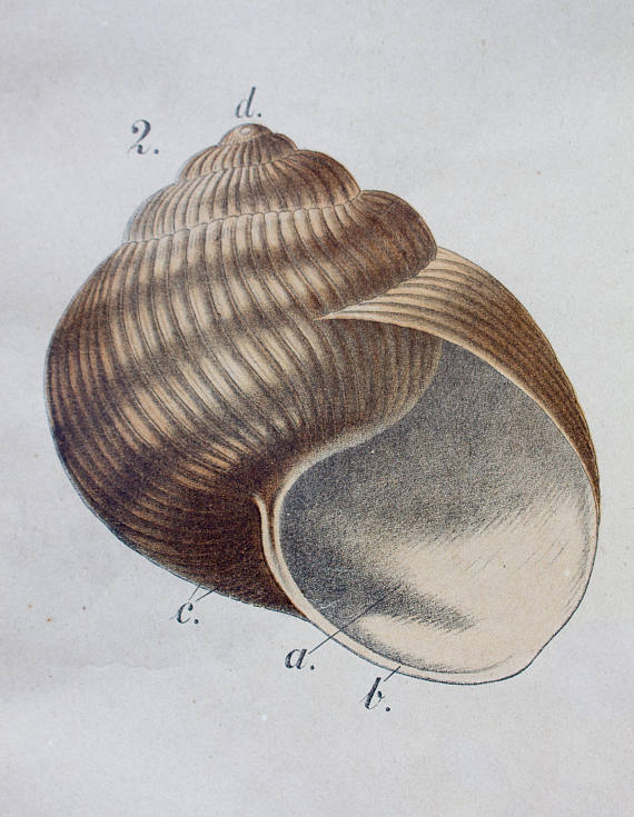 Educational poster, snail, lithograph, Karl Jansky, Böhmen, 1897