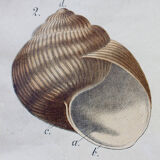 Educational poster, snail, lithograph, Karl Jansky, Böhmen, 1897