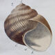 Educational poster, snail, lithograph, Karl Jansky, Böhmen, 1897