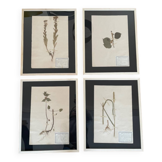 Lot 4 large vintage old wooden herbarium frames