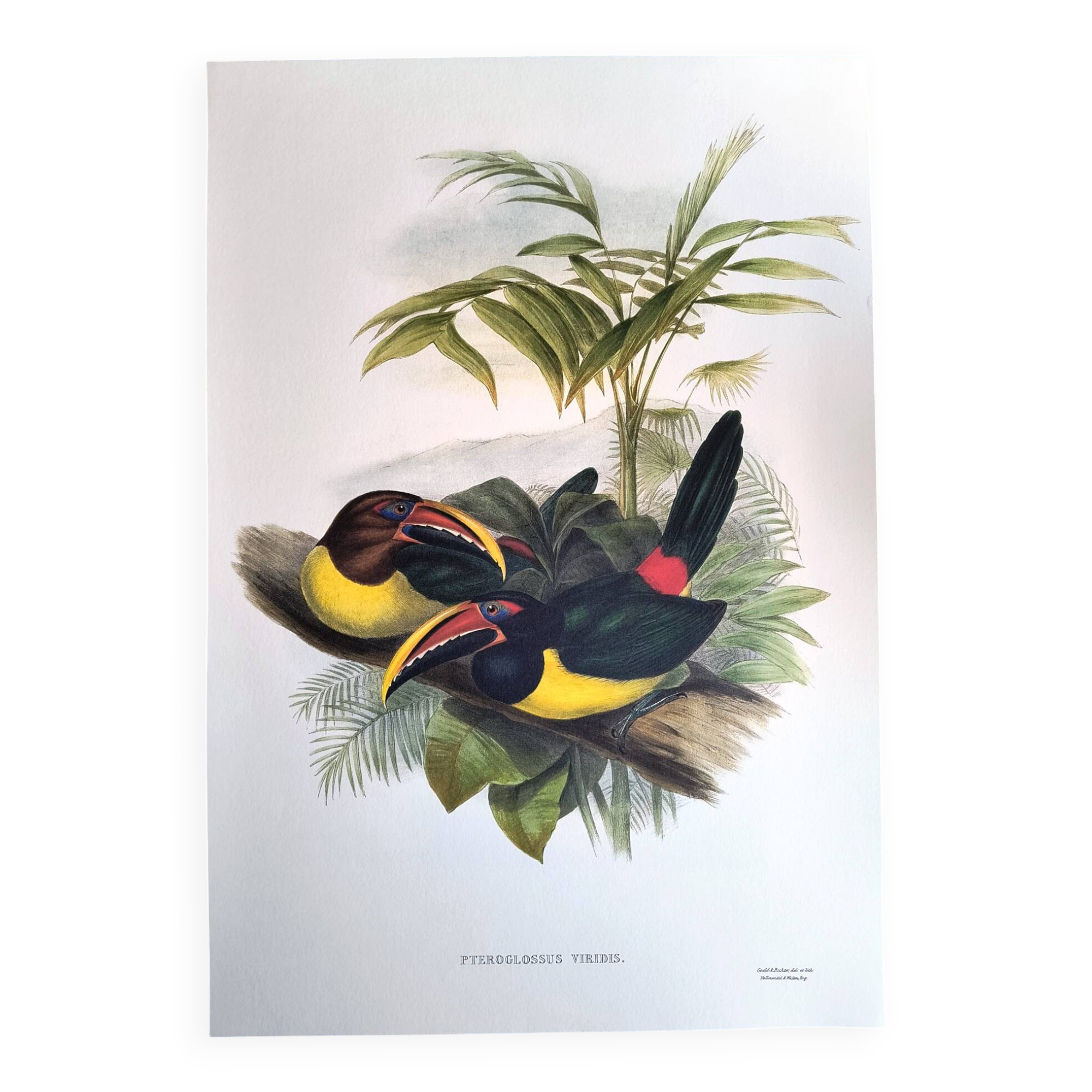Planchevintage - Araçari Vert de John Gould. Illustration Oiseau exotique