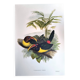 Planchevintage - Araçari Vert de John Gould. Illustration Oiseau exotique