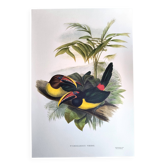 Planchevintage - Araçari Vert de John Gould. Illustration Oiseau exotique