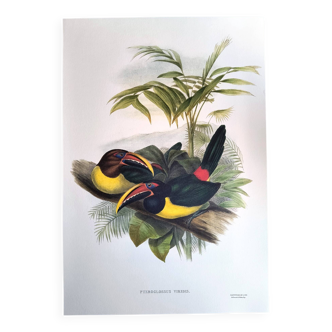 Vintage Board - Green Aracari by John Gould. Exotic Bird Illustration