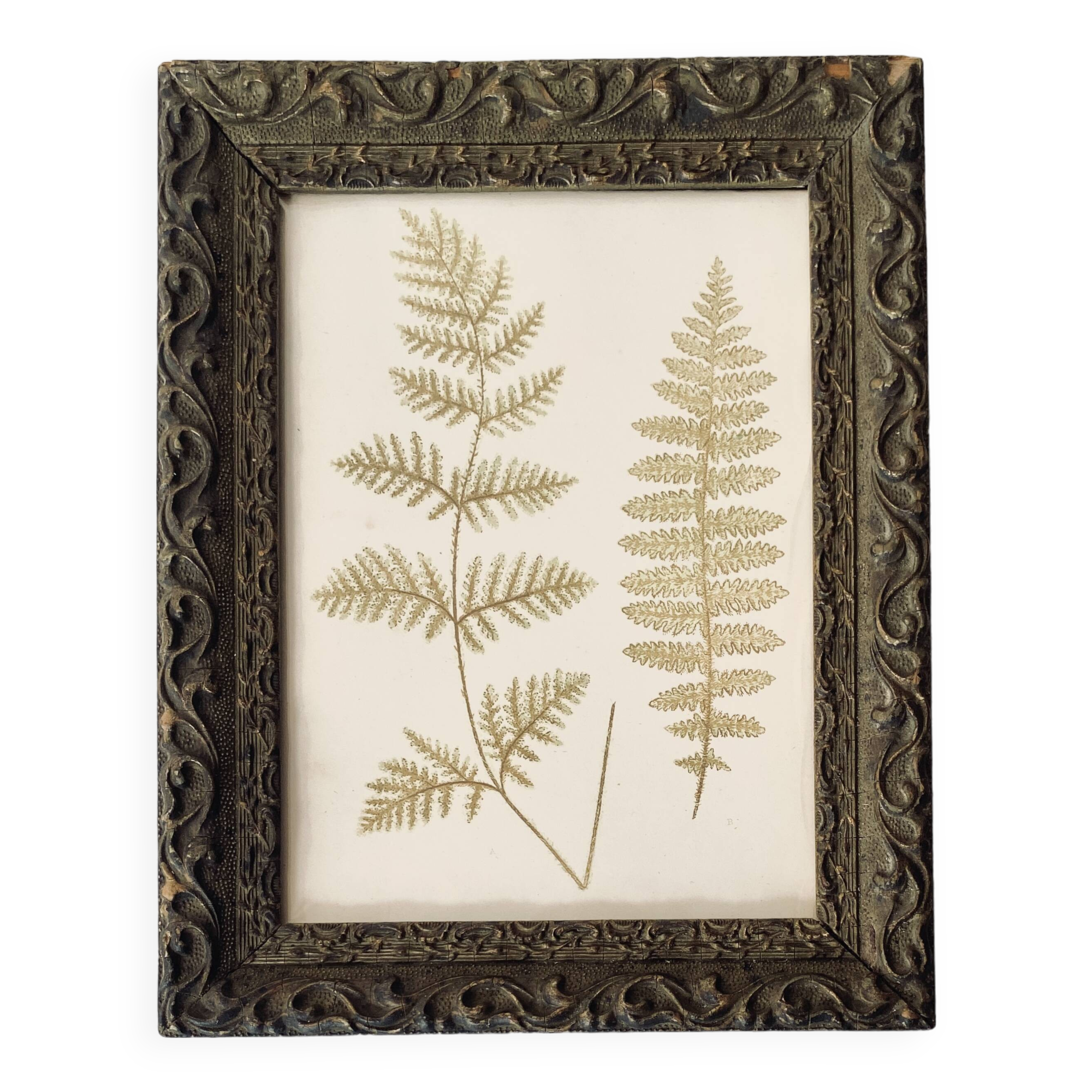 Victorian era botanical board, wooden molding frame