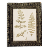 Victorian era botanical board, wooden molding frame