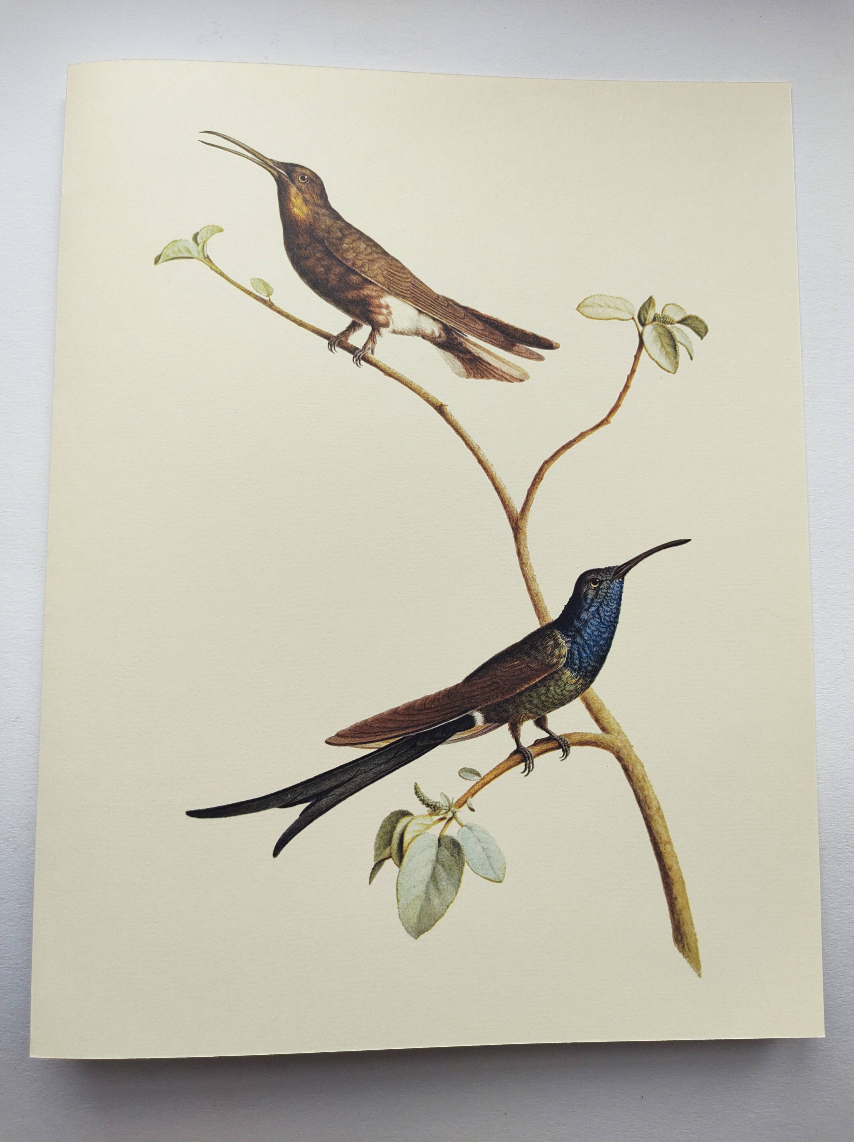 Old plate - Swallow-tailed Hummingbird - Zoological illustration of birds