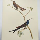 Illustration zoologique colibri à queue d'hirondelle