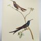 Old plate - Swallow-tailed Hummingbird - Zoological illustration of birds