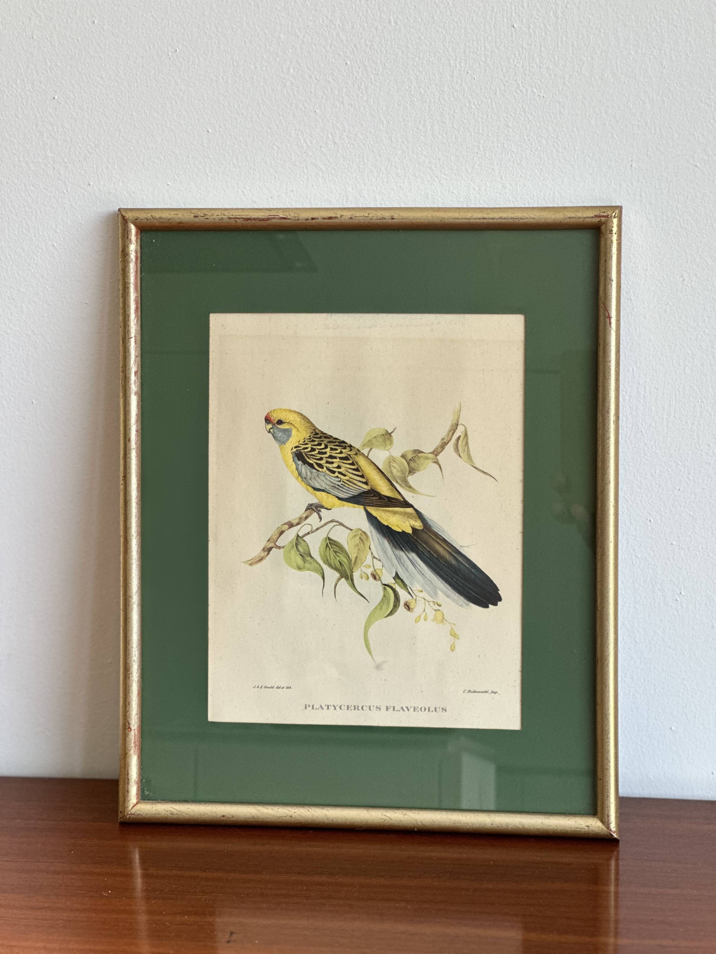 bird frame