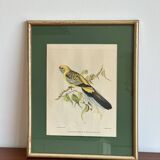 bird frame