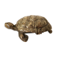 Turtle boîte