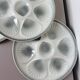 4 vintage oyster plates Moulin des Loups in porcelain 2106172