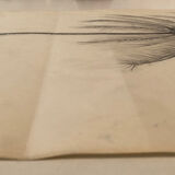 Dessin Cocotier