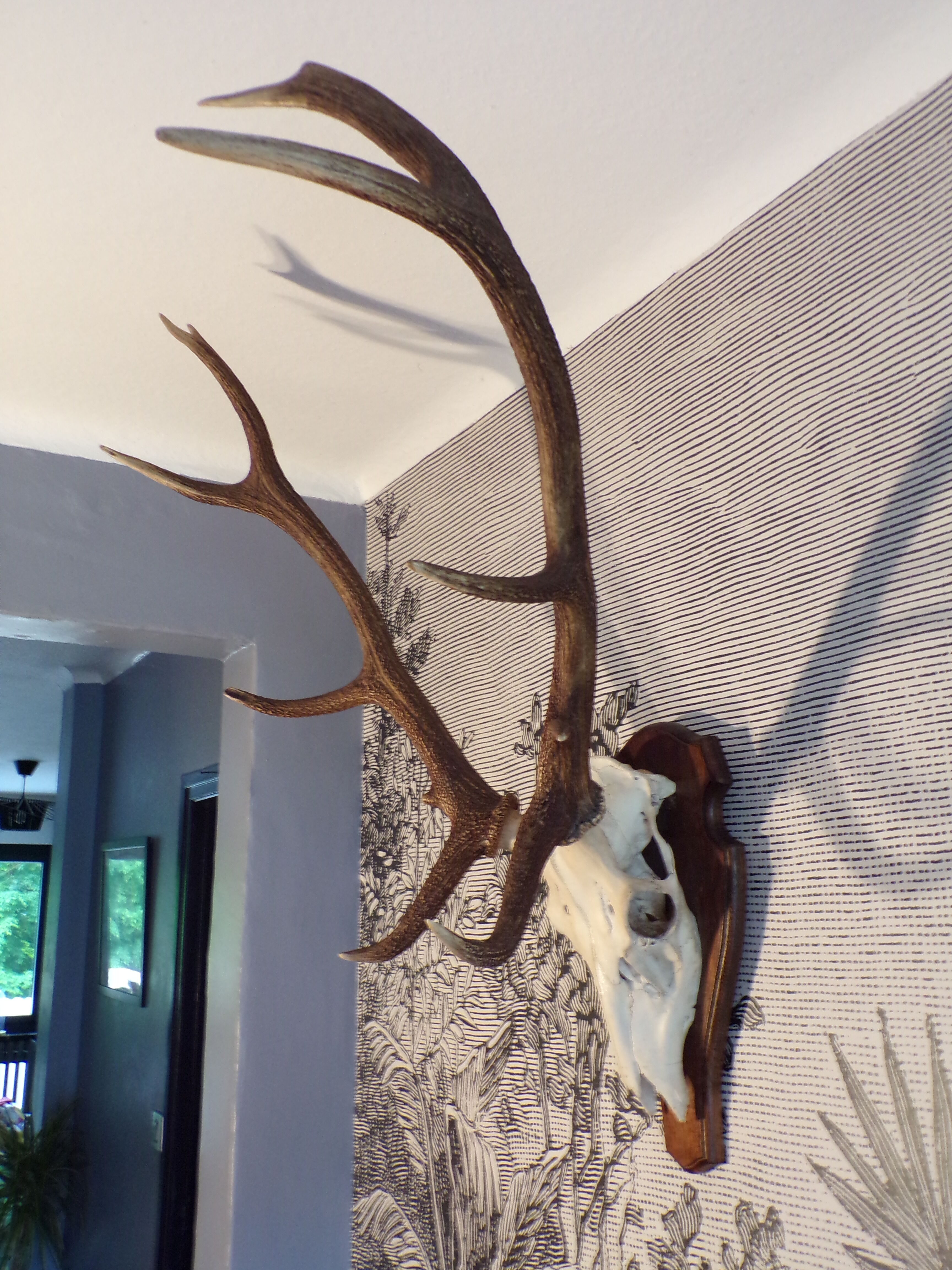 Trophée de chasse cerf grande taille