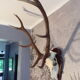 Trophée de chasse cerf grande taille