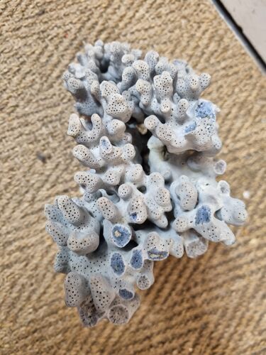 Corail bleu sur socle marbre noir