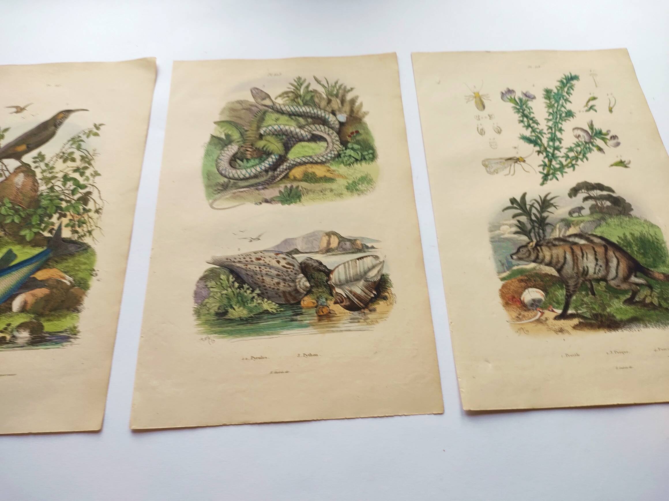 3 Antique Engravings from 1839 - Set of 3 Hand-Colored Plates