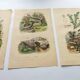 3 Antique Engravings from 1839 - Set of 3 Hand-Colored Plates