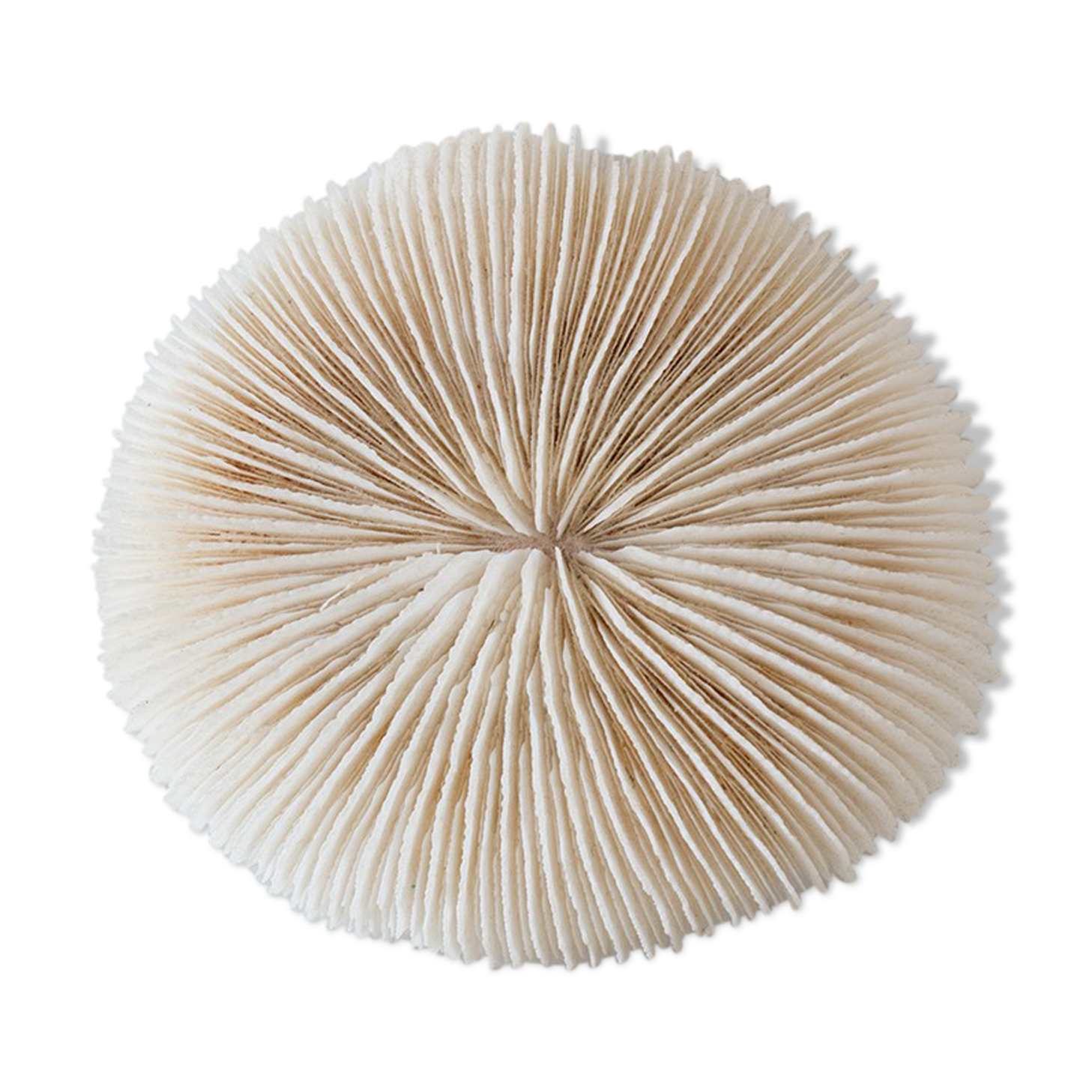 Ancient white coral