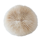 Ancient white coral