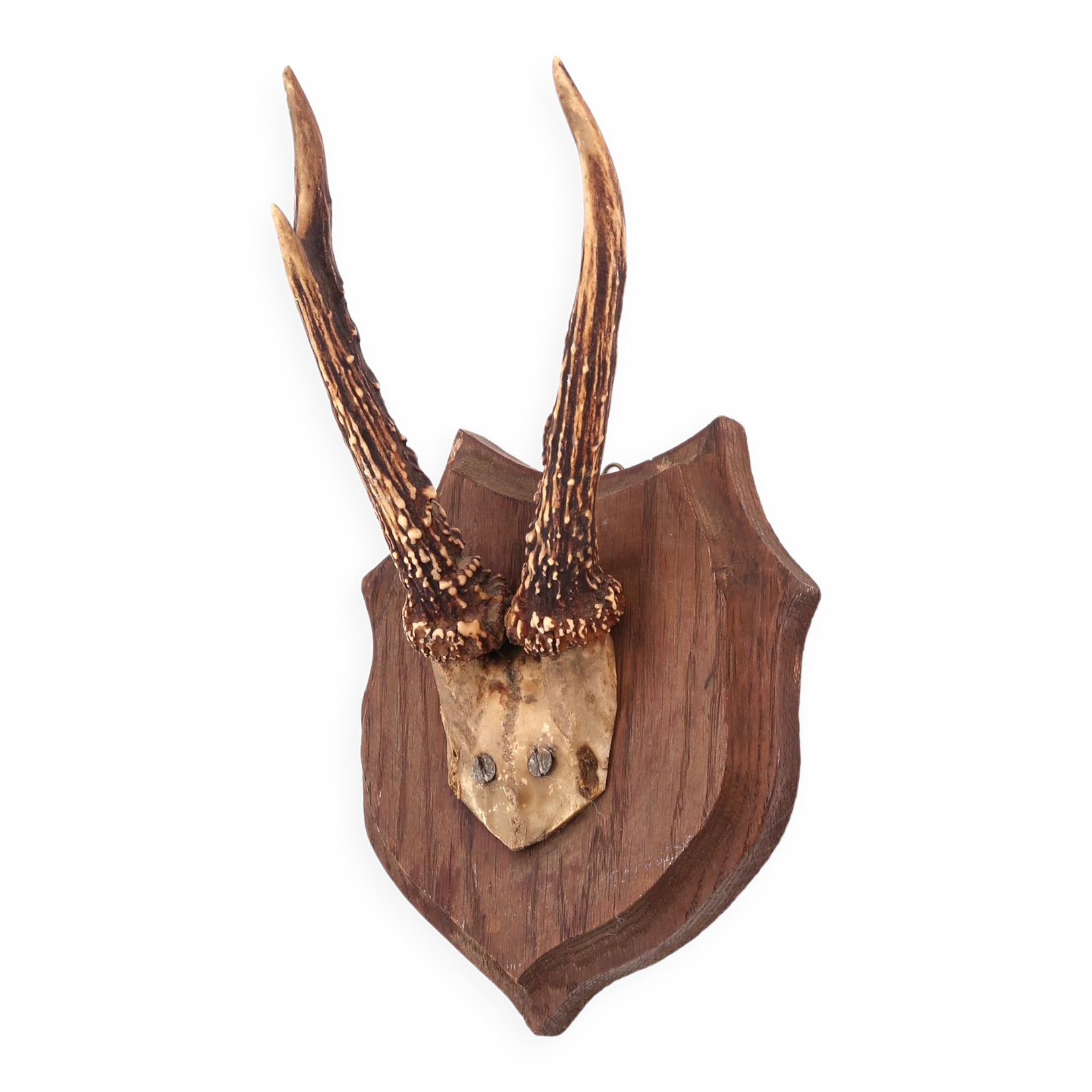 Deer antlers, wall trophy