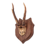 Deer antlers, wall trophy