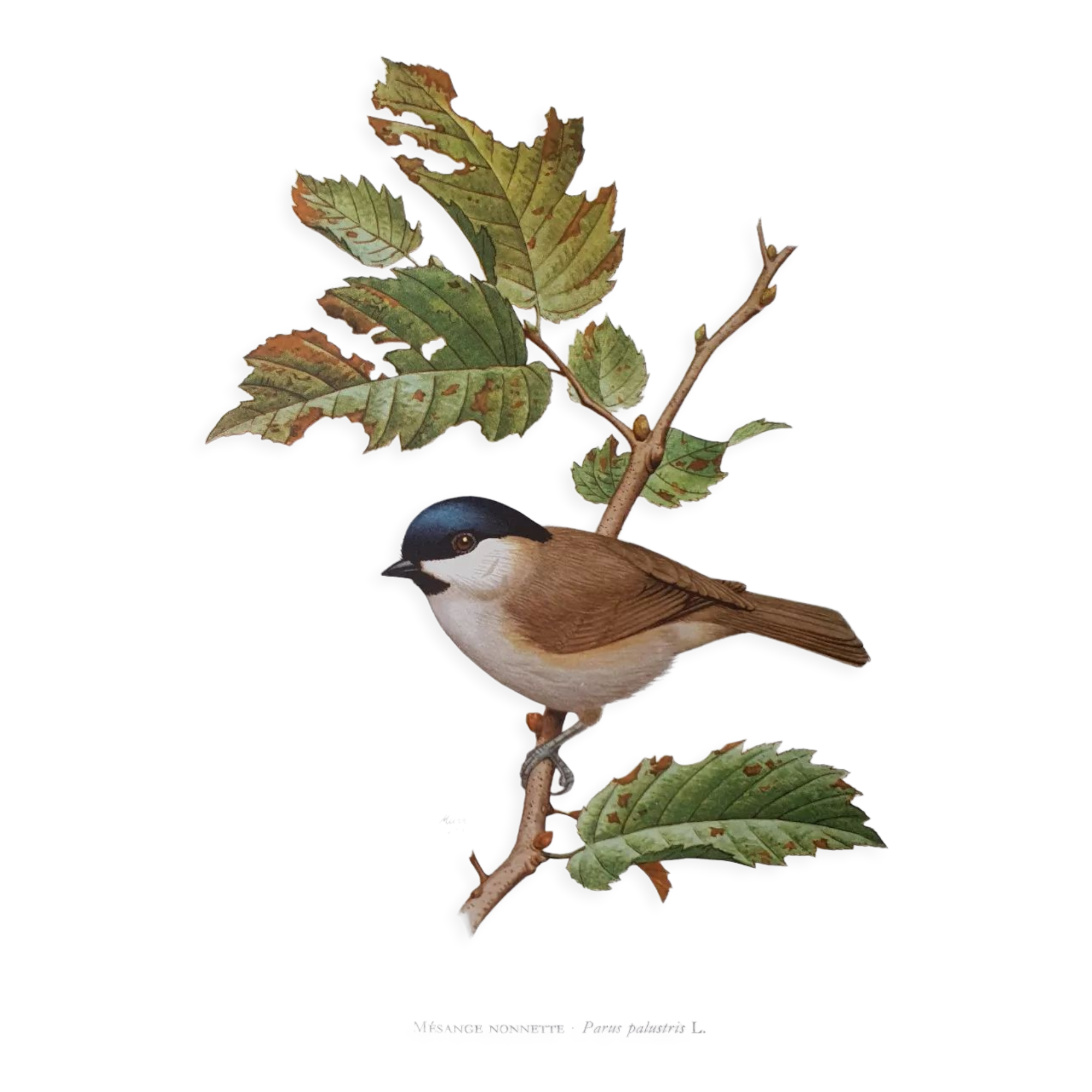 Chickadee bird board