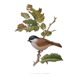 Chickadee bird board