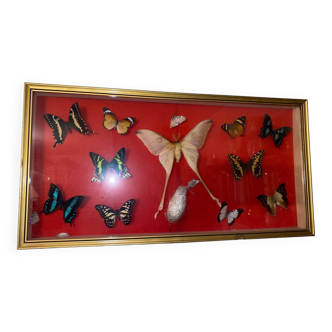 Old Madagascar butterflies frame