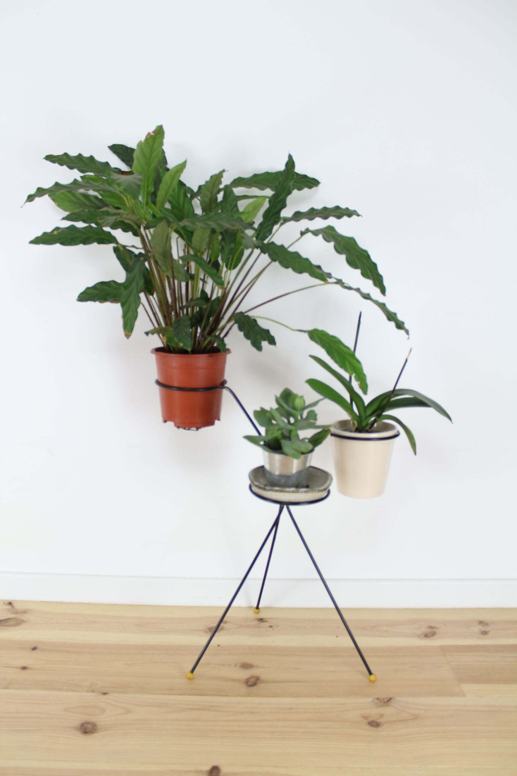 Tripod plant metal black, folding door