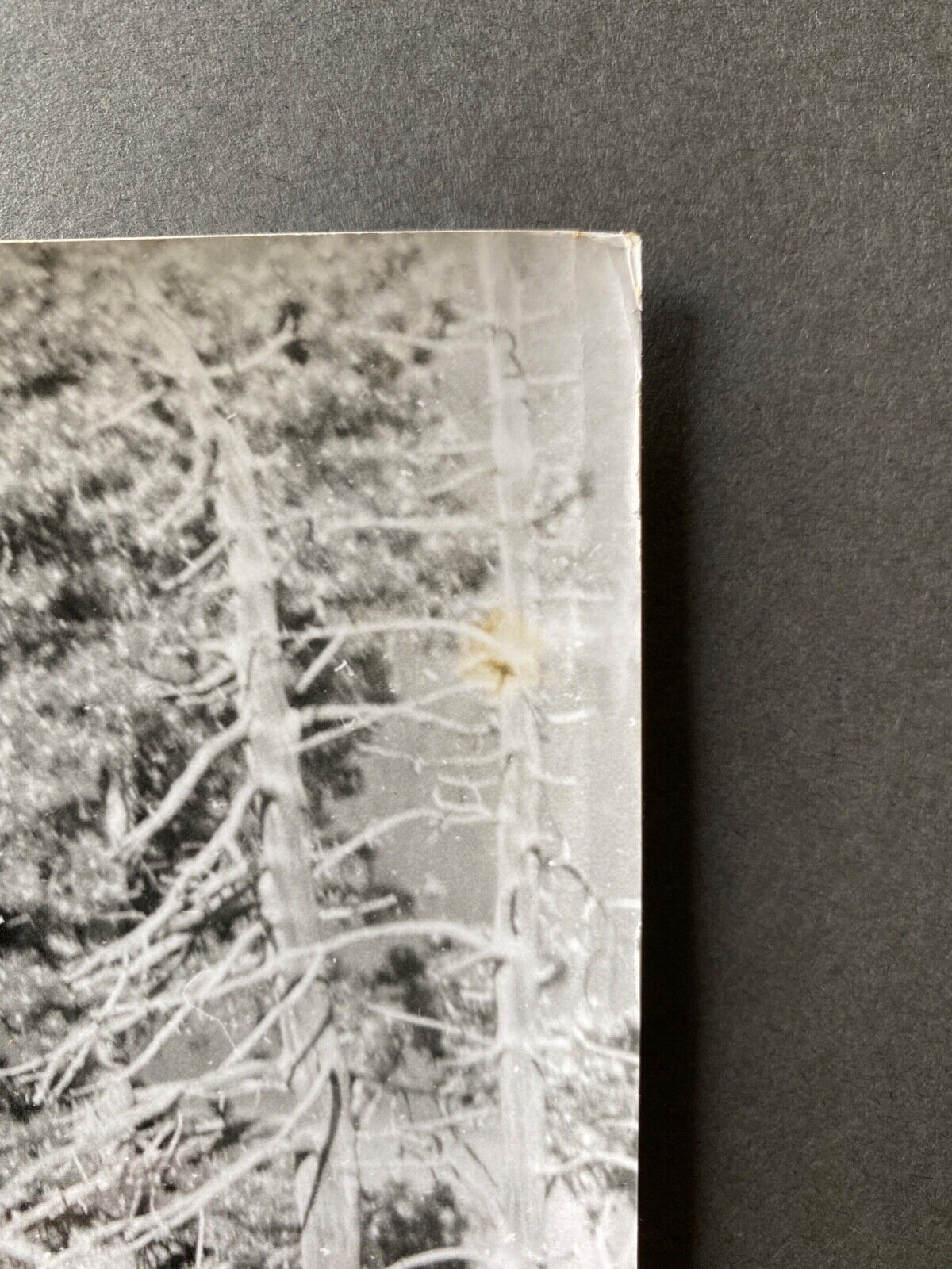 Photo silver dead tree in front of lake n°4 bernard darot xxth