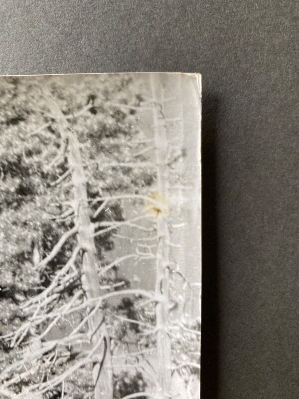 Photo argentique arbre mort devant lac n°4 bernard darot xxe